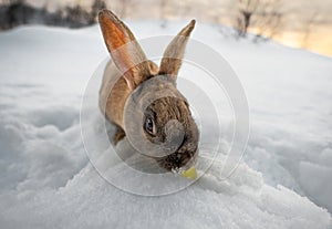 Typical dark brown rabbit from Iceland eating a grape with the ground completely covered in snow and the first light of dawn with