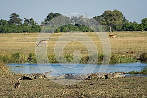 A typical day at the water in the Okavango Delta