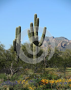 The typical desert environment in Arizona shows the saguaro trees, distant rocky hills and splashes of color from wild flowers.