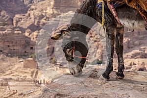 Typical Donkey Panoramic View of Petra, Unesco Archeological Site, Jordan