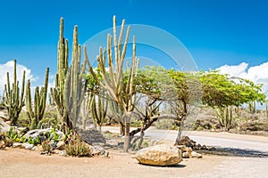 Typical dry climate cacti and shrubs in Aruba