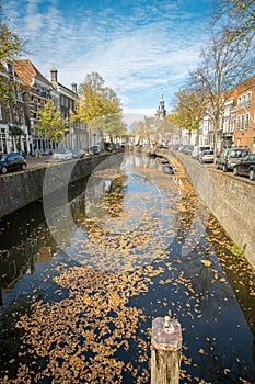 Typical dutch city canal in Gouda, Netherlands with trees in autumn colors and leaves floating on water surface