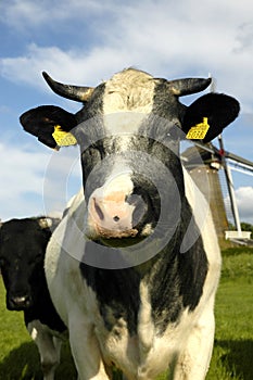 Typical Dutch cow