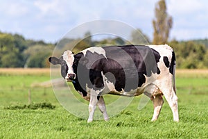 A dutch cow is standing in a field