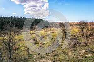 Typical Dutch dune landscape that is part of the Zuid Kennemerland National Park