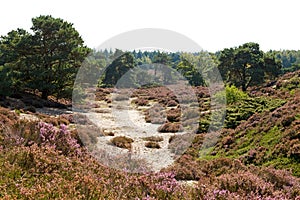 Typical Dutch dunes with heath