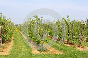 Typical Dutch landscape with agricultural fruits industries,Betuwe,Netherlands photo