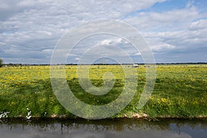 Typical Dutch flat landscape with cows in a fresh green-yellow meadow