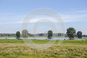 Typical Dutch Holsteins Friesian cows in green grassland with a river in Holland