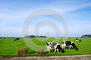 Typical dutch landscape