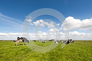 Typical Dutch landscape