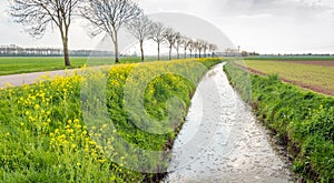 Typical Dutch landscape at the beginning of the spring season.