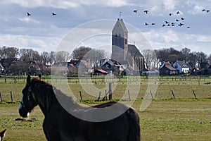 Typical Dutch landscape with the church of Hollum, Ameland with a flock of geese, farmland and a blurred Frisian horse