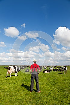 Typical Dutch landscape with farmer and cows