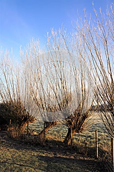 Typical dutch landscape on a frosty winterday with 4 pollard willow trees
