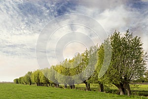 Typical Dutch landscape with green meadow, grass, a row of willows and a blue sky with clouds