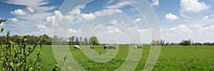 Typical Dutch landscape panorama with cows, grassland, trees, blue sky and white clouds