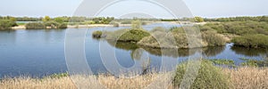 Typical dutch landscape panorama with river de Waal, uiterwaarden, vegetation, water on a bright sunny day