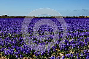 Typical Dutch landscape in spring: a field of flowering hyacinths near Julianadorp, Netherlands.