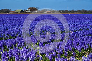 Typical Dutch landscape in spring: a field of flowering hyacinths near Julianadorp, Netherlands.