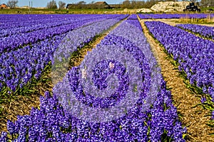 Typical Dutch landscape in spring: a field of flowering hyacinths near Julianadorp, Netherlands.
