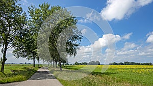 Typical dutch landscape in summer with rapeseed fields in the Netherlands