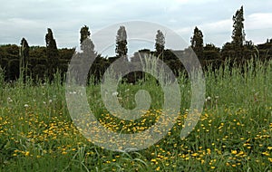 Typical dutch nature on a spring day