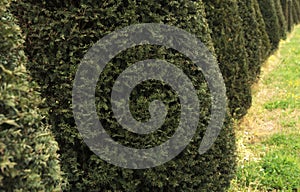 Typical dutch nature on a spring day