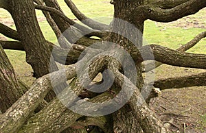 Typical dutch nature on a spring day