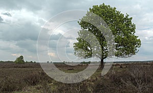 Typical dutch nature on a spring day
