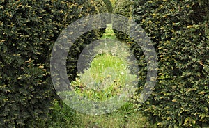 Typical dutch nature on a spring day