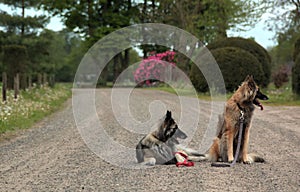 Typical dutch nature on a spring day
