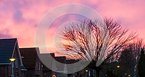 Typical dutch neighborhood with houses and a tree, pink nacreous clouds coloring the sky