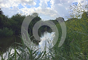 Typical dutch panorama landscape with cows and grass, beautiful blue sky and white clouds