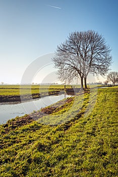 Typical Dutch polder landscape in the Alblasserwaard photo