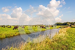 Typical Dutch polder landscape with cows