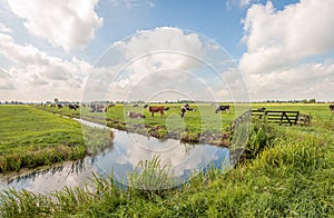 Typical Dutch polder landscape with grazing cows