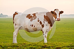Typical Dutch red and white milk cow