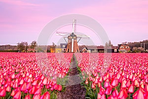 Typical Dutch windmill and a field of tulips