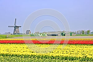 Typical dutch: Windmill tulipfields in Netherlands