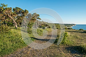 Typical dwarfed pine trees on Baltic sea island Gotland