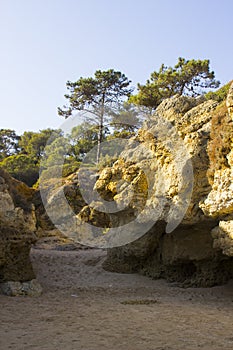 Typical exposed sedimentary sand stone cliff face on the Praia da Oura beach in Albuferia with Pine trees at the top