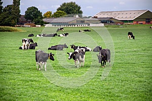 Typical farm in northern Holland