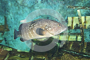 Typical Fish in mediterranean sea