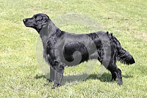 Typical Flat Coated Retriever in the garden