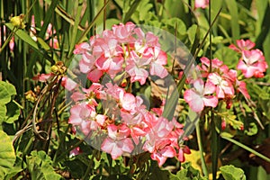 a flower in the middle of a garden