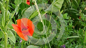 Typical flower in tuscany countryside