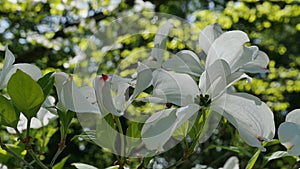 Typical four petal white flowers of Flowering Dogwood tree, latin name Cornus Florida