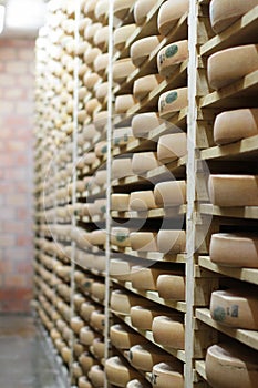 Typical French Comte cheese wheels aging on wooden shelves, France