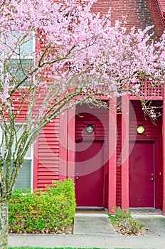 Typical front porch entrance of attached townhouse with blooming cherry in Seattle, WA